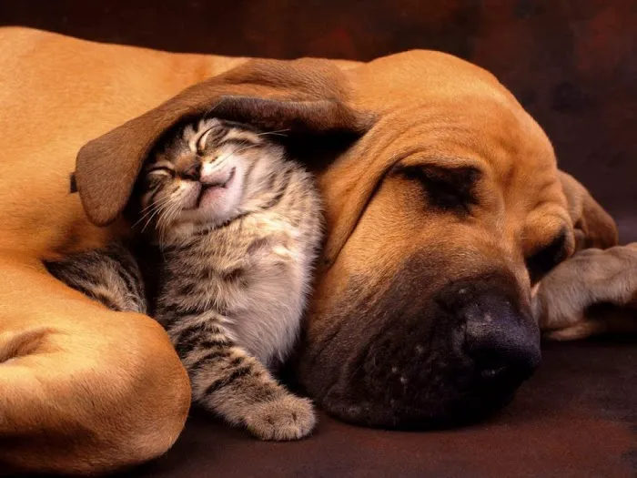 Mt. Hermon Animal Medical Center Picture 9