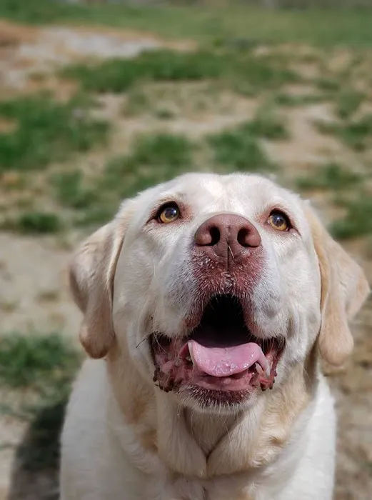 Mt. Hermon Animal Medical Center Picture 4