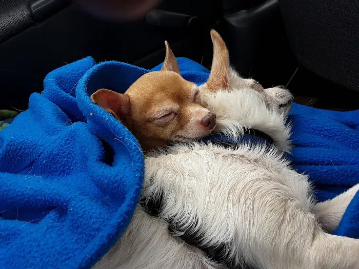 DeRolf Animal Hospital Picture 1