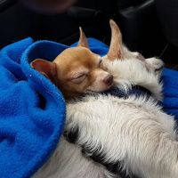 DeRolf Animal Hospital ico