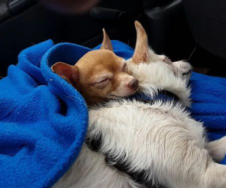 DeRolf Animal Hospital