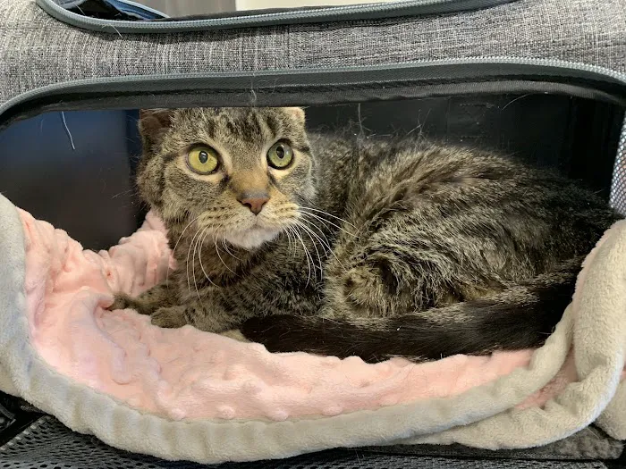 Salem Animal Hospital Picture 9