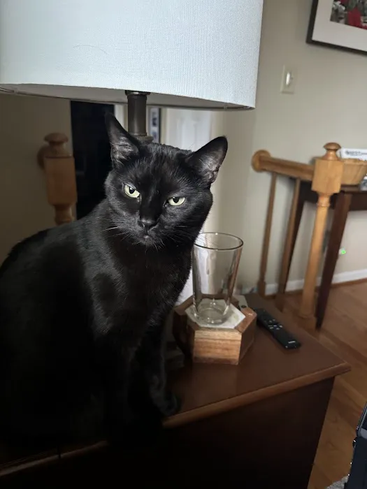 Salem Animal Hospital Picture 8