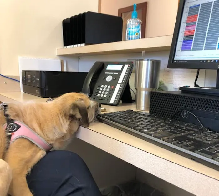Earlysville Animal Hospital Picture 10