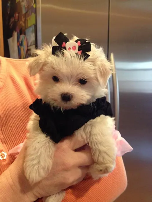 Earlysville Animal Hospital Picture 9