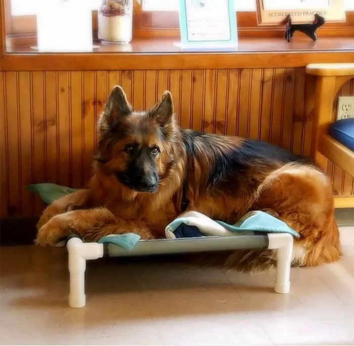 Earlysville Animal Hospital Picture 5