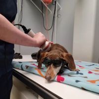 Hollymead Veterinary Hospital (formerly VETSS) ico