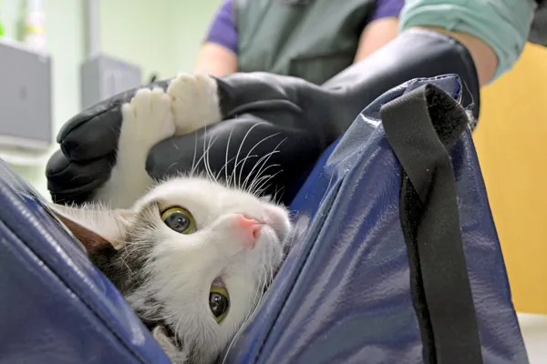 Hollymead Veterinary Hospital (formerly VETSS) Picture 7