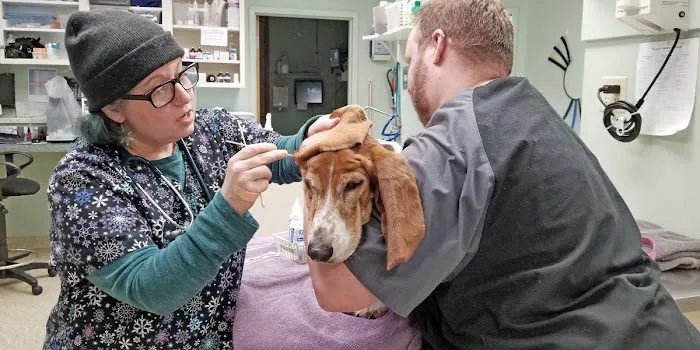 Hollymead Veterinary Hospital (formerly VETSS) Picture 6