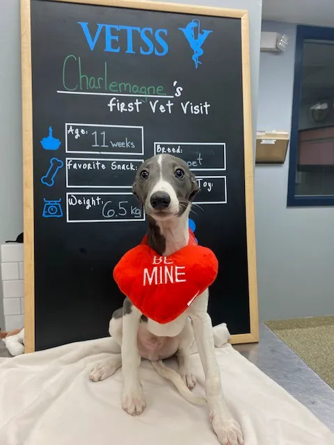 Hollymead Veterinary Hospital (formerly VETSS) Picture 3