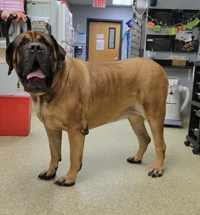 Hollymead Veterinary Hospital (formerly VETSS) Picture 9