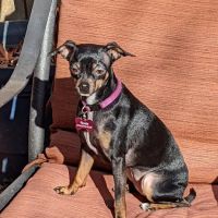 Airport Animal Clinic ico