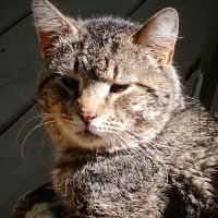 Newton Falls Animal Hospital ico