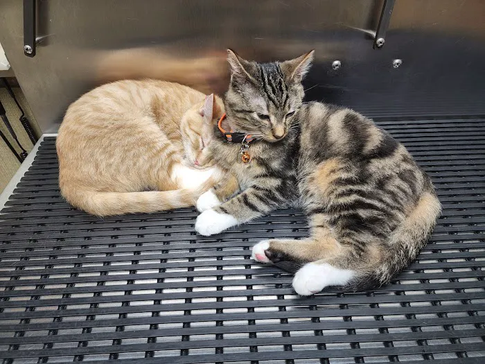 Newton Falls Animal Hospital Picture 4