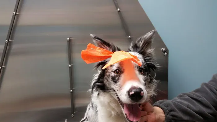 Newton Falls Animal Hospital Picture 9