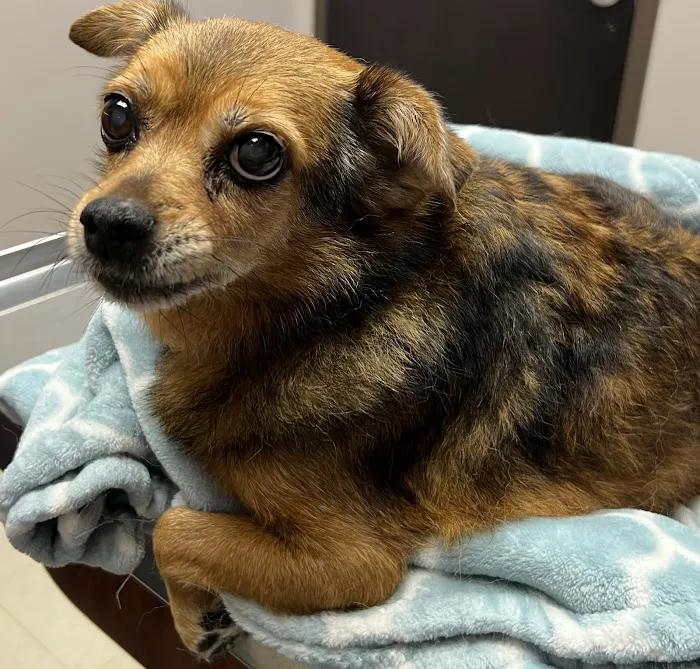 Community Veterinary Hospital LLC Picture 6