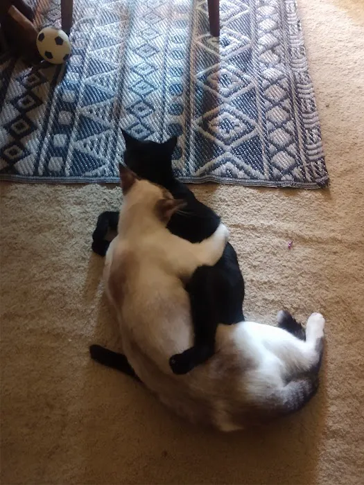 Community Veterinary Hospital LLC Picture 5