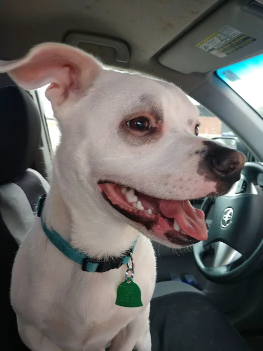 Community Veterinary Hospital LLC Picture 3