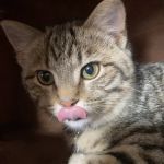 Community Veterinary Hospital LLC