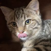 Community Veterinary Hospital LLC ico