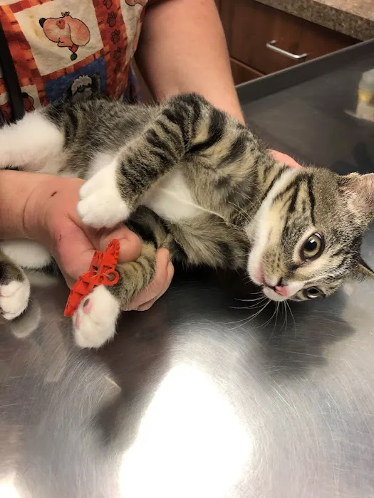 Community Veterinary Hospital LLC Picture 8