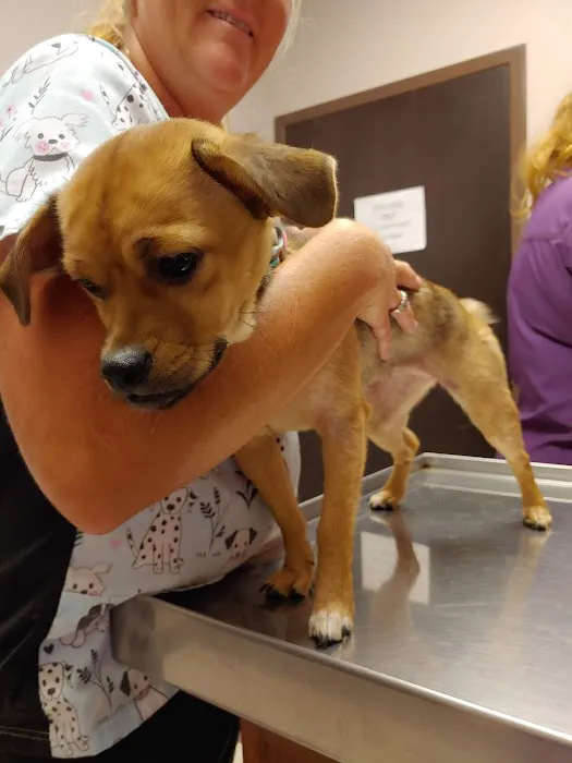 Community Veterinary Hospital LLC Picture 9