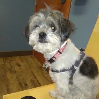 Countryside Veterinary Service - Middlefield ico