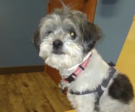 Countryside Veterinary Service - Middlefield