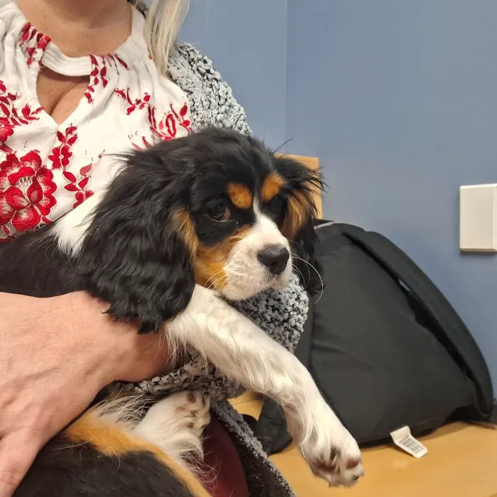 Countryside Veterinary Service - Middlefield Picture 9