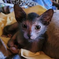 Pantheon Sphynx Cattery ico