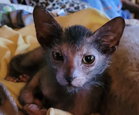 Pantheon Sphynx Cattery