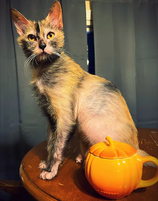 Pantheon Sphynx Cattery Picture 2
