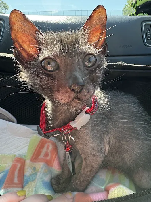 Pantheon Sphynx Cattery Picture 4