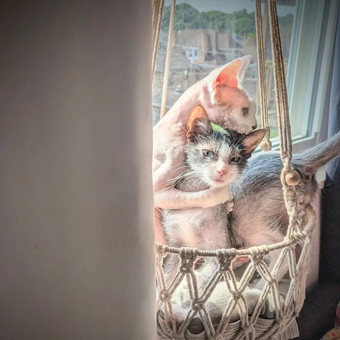 Pantheon Sphynx Cattery Picture 9