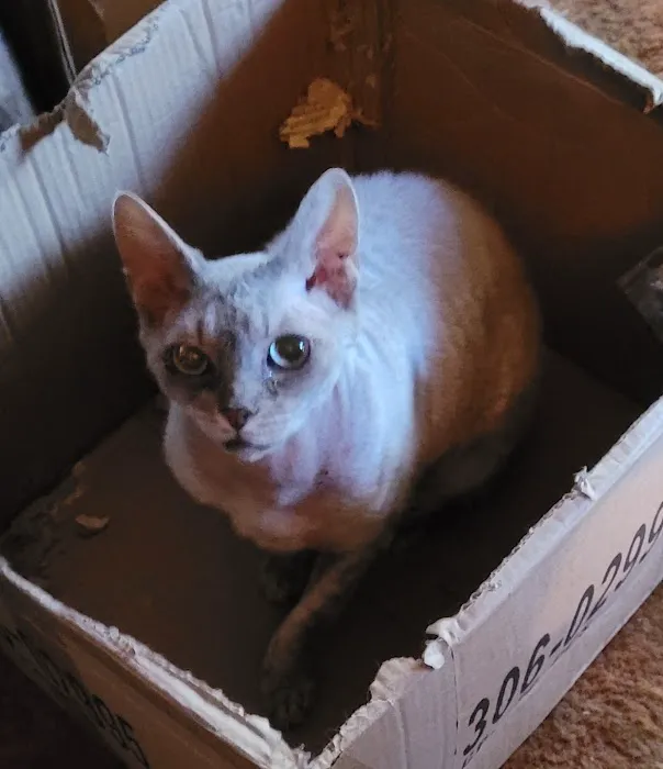 Pantheon Sphynx Cattery Picture 7