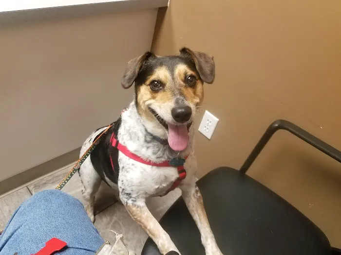 VCA Burton Animal Hospital Picture 2