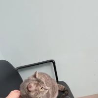 VCA Burton Animal Hospital ico