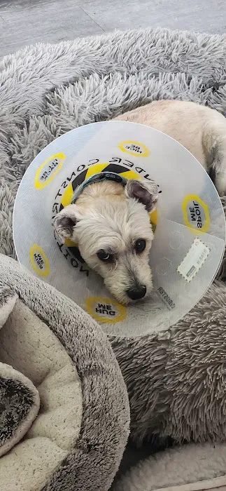VCA Burton Animal Hospital Picture 3