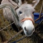 Buckeye Veterinary Service LLC