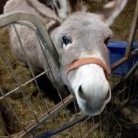 Buckeye Veterinary Service LLC ico
