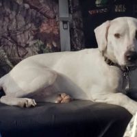 St Marys Vet Clinic ico
