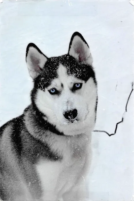 St Marys Vet Clinic Picture 3