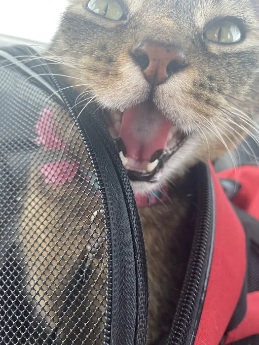 St Marys Vet Clinic Picture 4