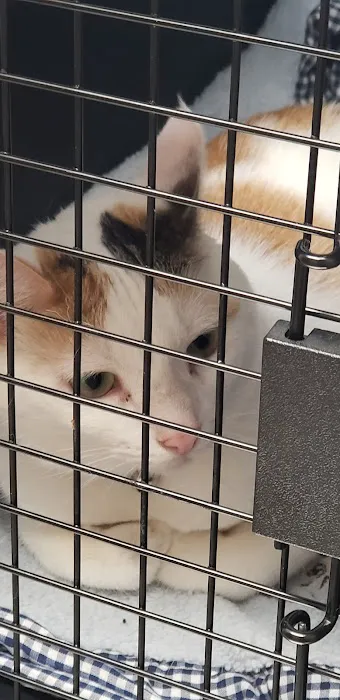 St Marys Vet Clinic Picture 5