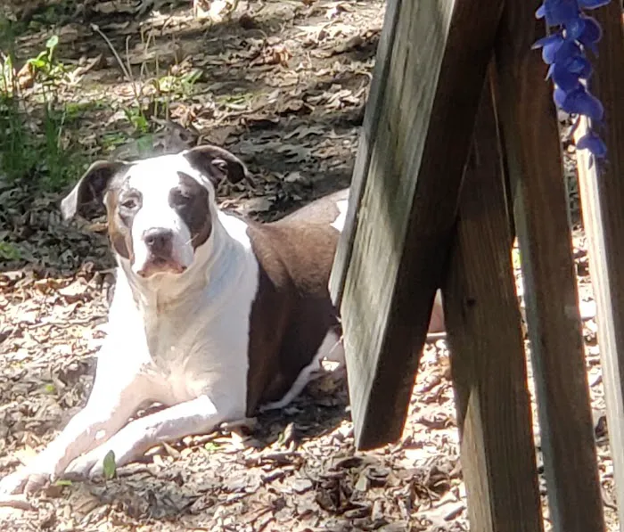 Nose To Tail Veterinary Clinic Picture 3
