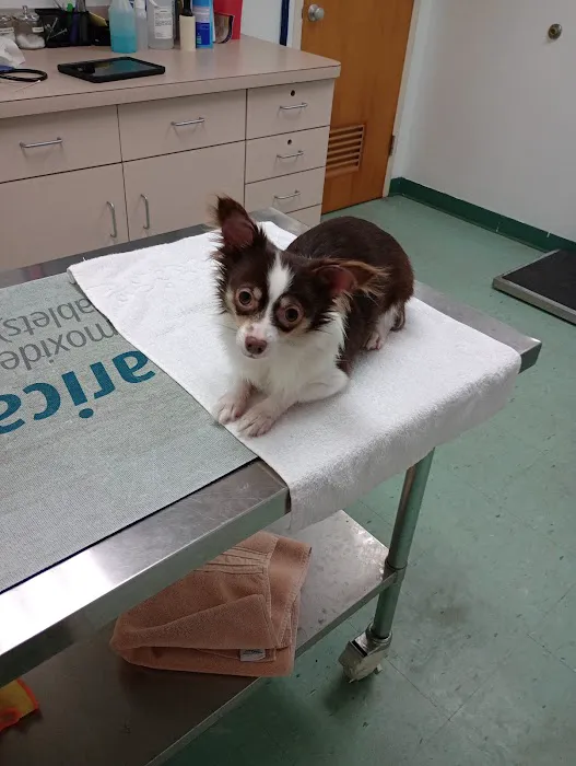 AlterClinic Animal Care Picture 2