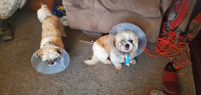 AlterClinic Animal Care Picture 9