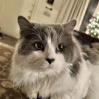 Soehnlen Veterinary Clinic ico