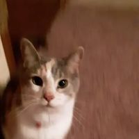 Mellett Animal Hospital ico