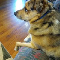 Valley View Animal Hospital ico